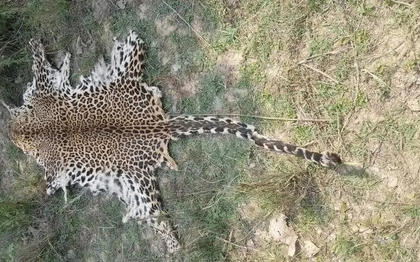 Odisha leopard skin seizure