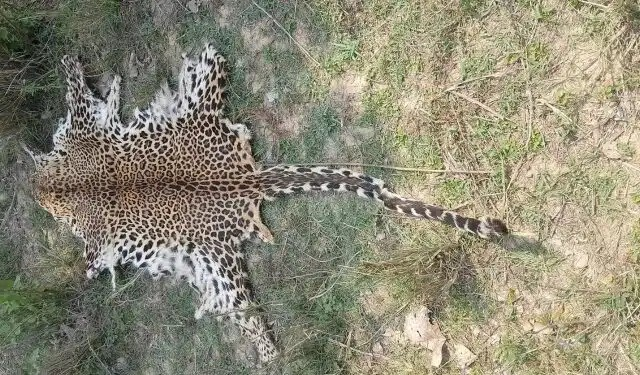 Odisha leopard skin seizure