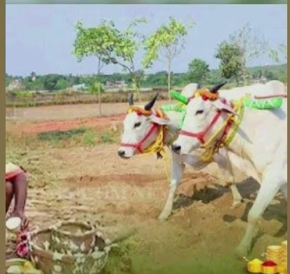 Akshaya Tritiya in Odisha