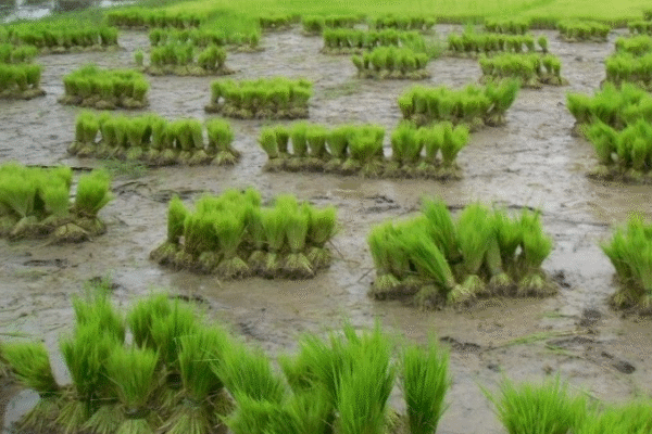 Odisha unseasonal rainfall compensation
