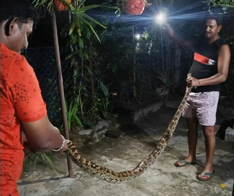 Python enters city in search of food