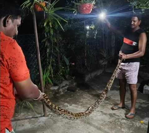 Python enters city in search of food