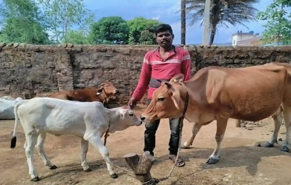 Go-Palan Yojana Boost: Farmers Welcome New High-Yielding Cattle Go-Palan Yojana Odisha