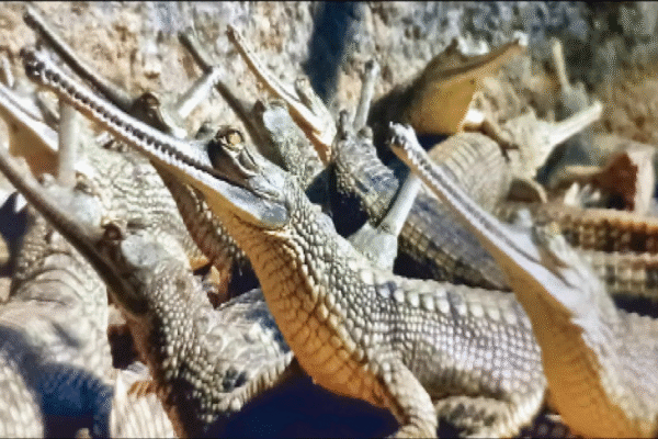 Gharial hatching at Nandankanan