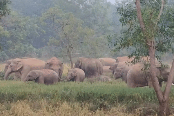 Jharkhand elephants in Odisha