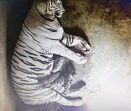 White tiger cub death at Nandankanan