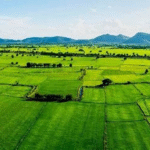 Odisha land Kisam simplification