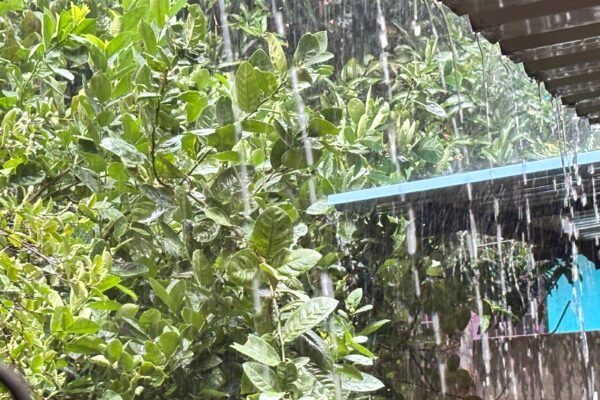 Orange Alert Odisha rainfall