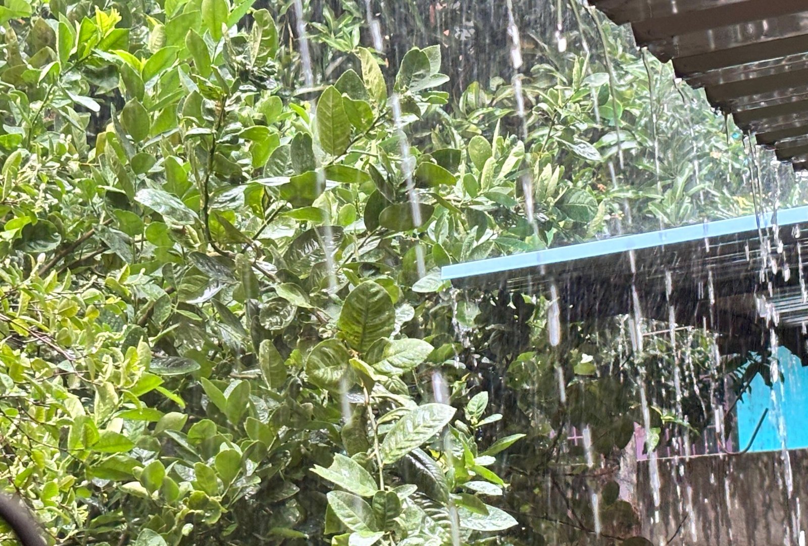 Odisha Red Rain Alert