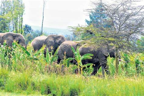 human-wildlife conflict compensation Odisha