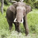 Elephant attack Dhenkanal